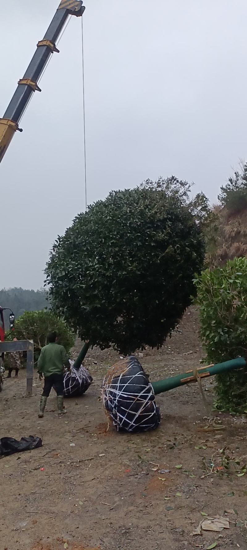 桂花，金桂，精品精修，自家苗圃一手货源，10至20公分