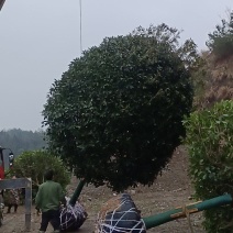 桂花，金桂，精品精修，自家苗圃一手货源，10至20公分
