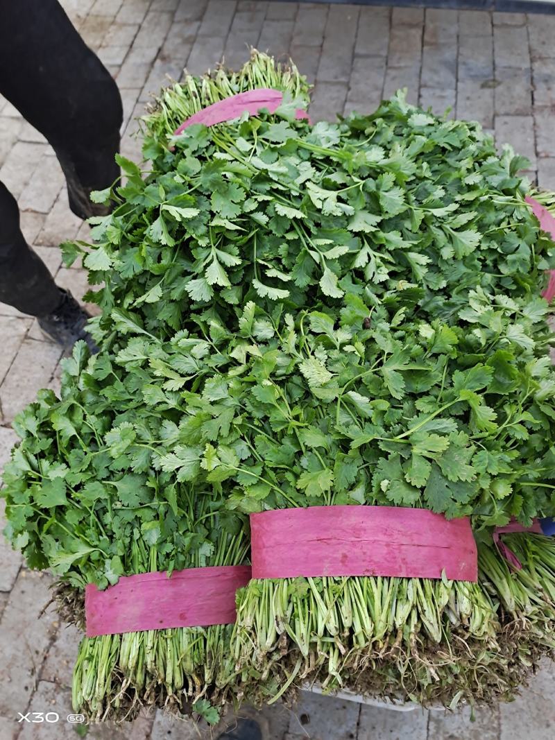 【产地直发】河北精品香菜，20~30厘米，千亩基地直发