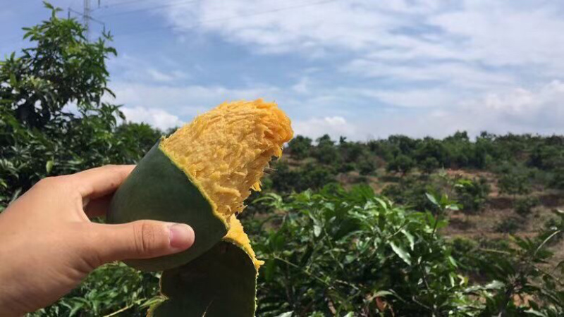 【好货】广西优质桂七芒5斤-8斤一件代发坏果包赔