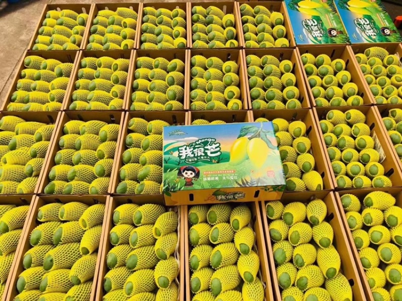 【好货】广西优质桂七芒5斤-8斤一件代发坏果包赔