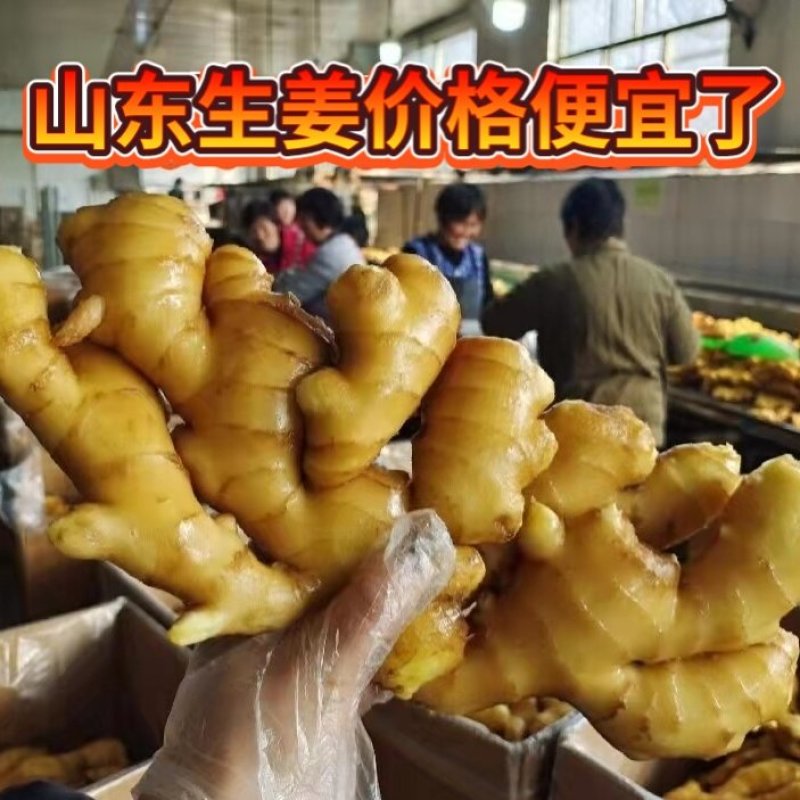 平度生姜批发【沙土姜/水洗姜/风干姜】保质保量代发代存