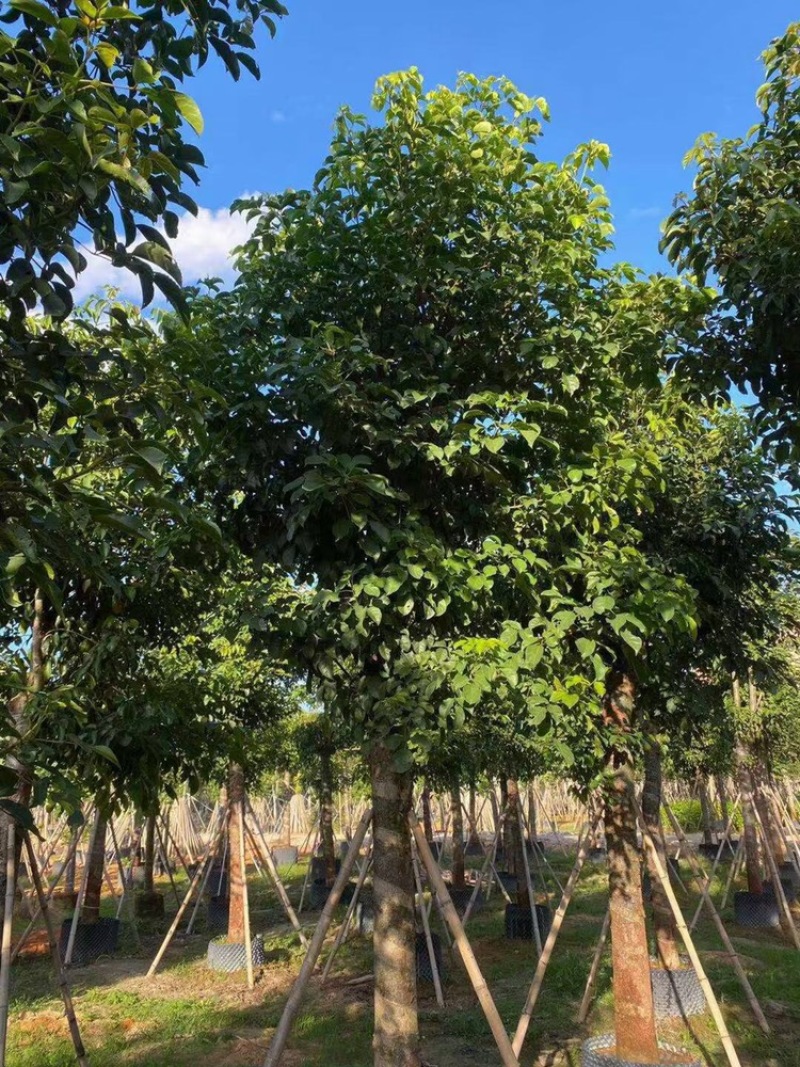 秋枫茄冬树供应1-30分行道树观赏树欢迎咨询