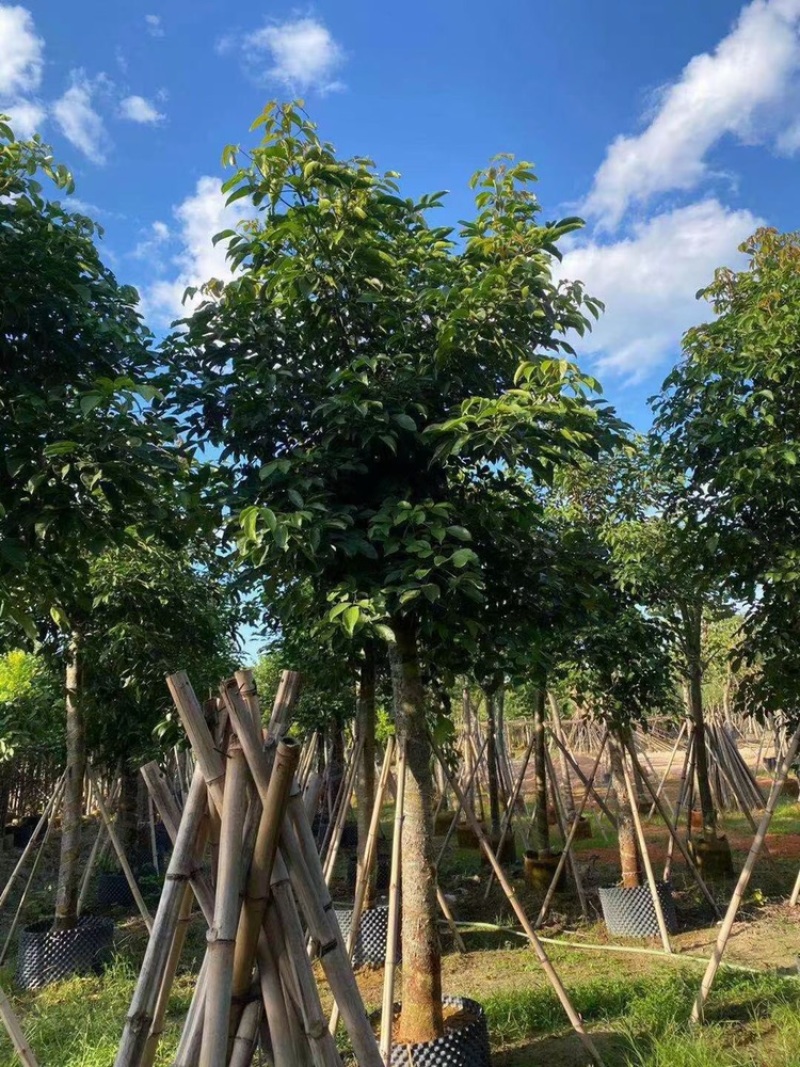 秋枫茄冬树供应1-30分行道树观赏树欢迎咨询