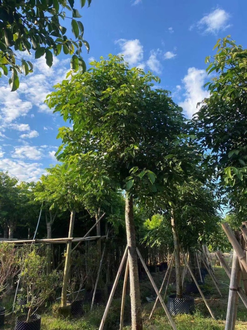 秋枫茄冬树供应1-30分行道树观赏树欢迎咨询
