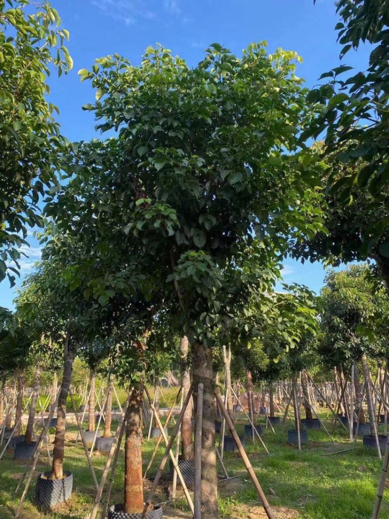 秋枫茄冬树供应1-30分行道树观赏树欢迎咨询