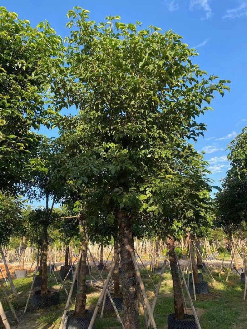 秋枫茄冬树供应1-30分行道树观赏树欢迎咨询