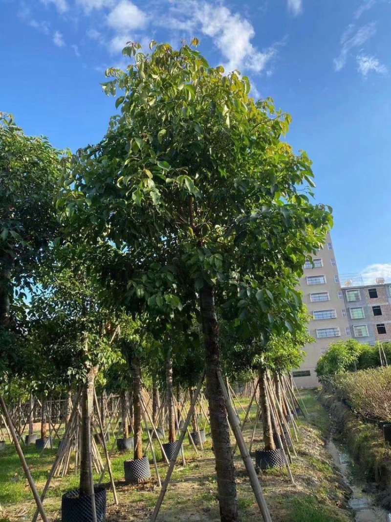 秋枫茄冬树供应1-30分行道树观赏树欢迎咨询