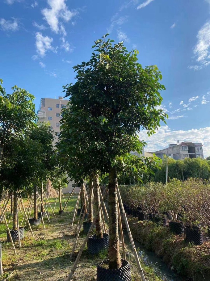 秋枫茄冬树供应1-30分行道树观赏树欢迎咨询