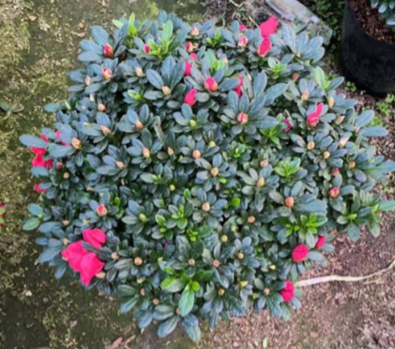 杜鹃花，工程，各种规格都有，需要的老板联系