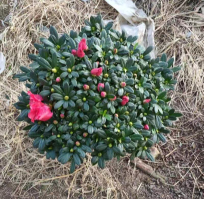 杜鹃花，工程，各种规格都有，需要的老板联系