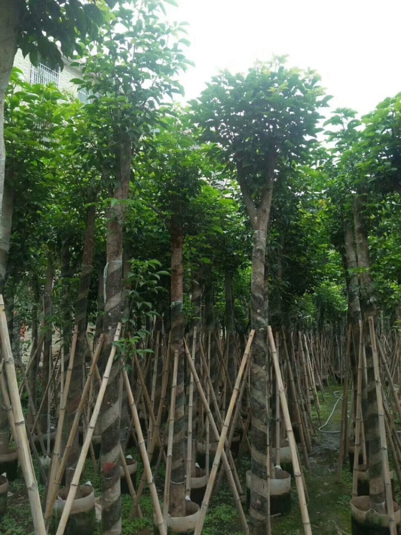 秋枫茄冬树供应1-30分行道树观赏树欢迎咨询
