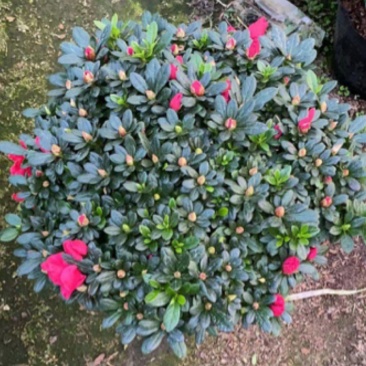杜鹃花，工程，各种规格都有，需要的老板联系