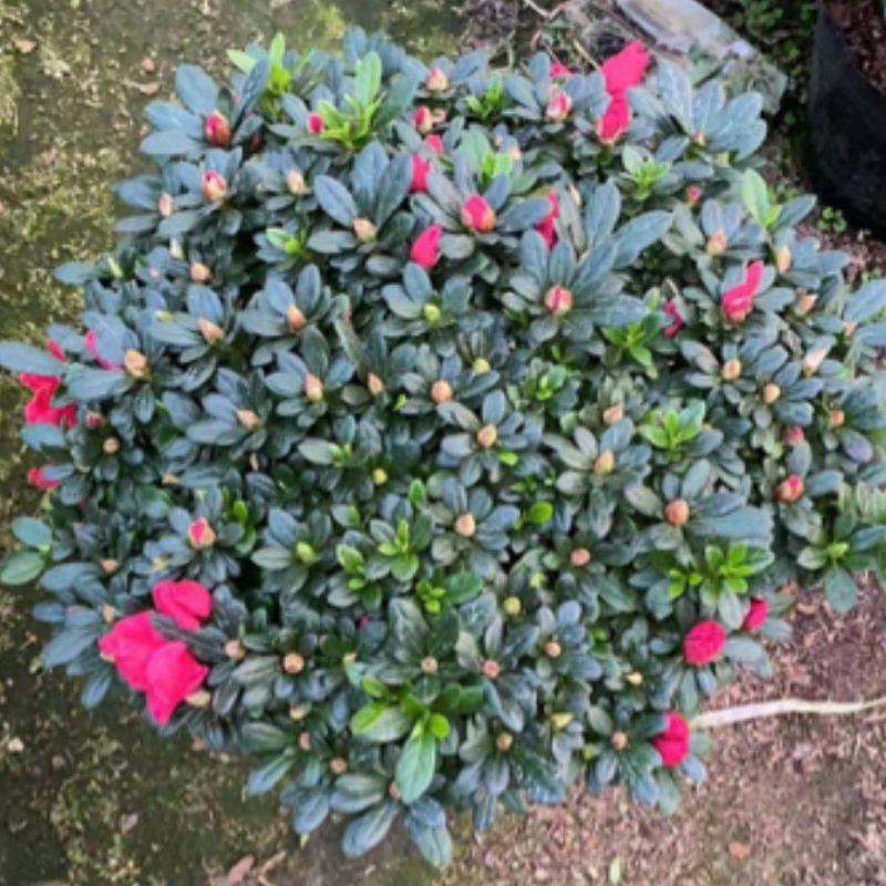 杜鹃花，工程，各种规格都有，需要的老板联系