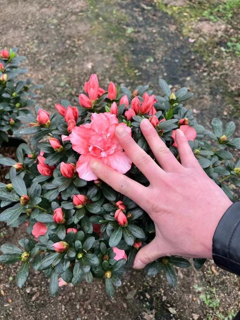 杜鹃花，工程，各种规格都有，需要的老板联系