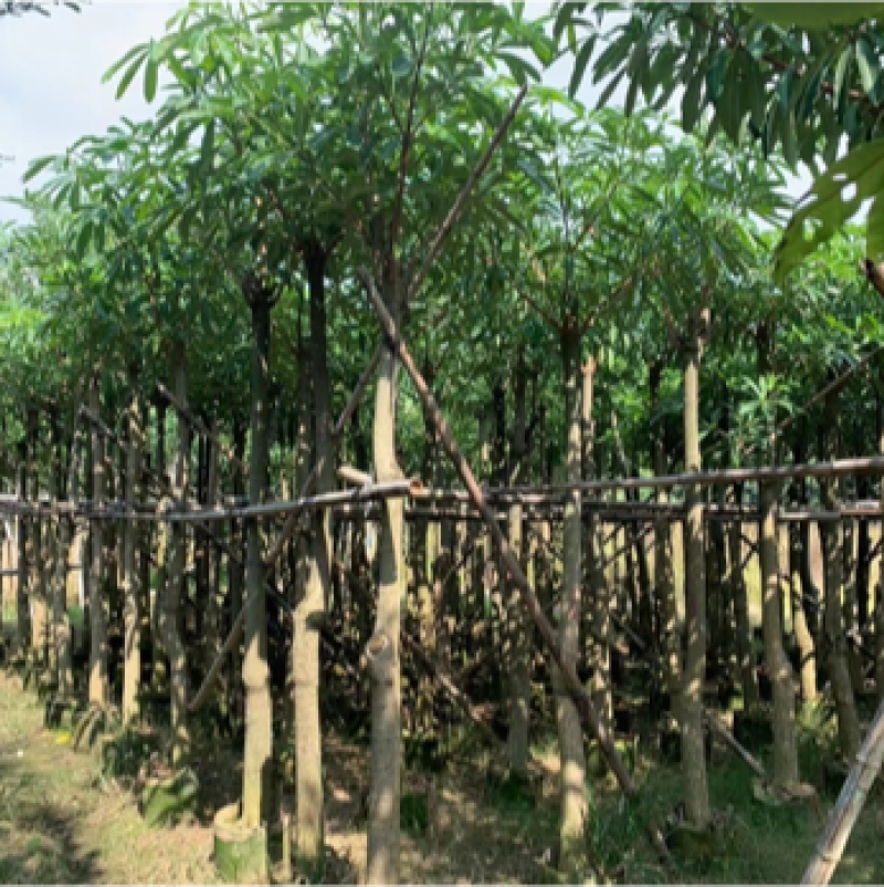 盆架子灯台树5-40分行道树风景树