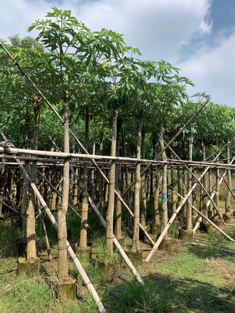 盆架子灯台树5-40分行道树风景树