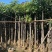 盆架子灯台树5-40分行道树风景树