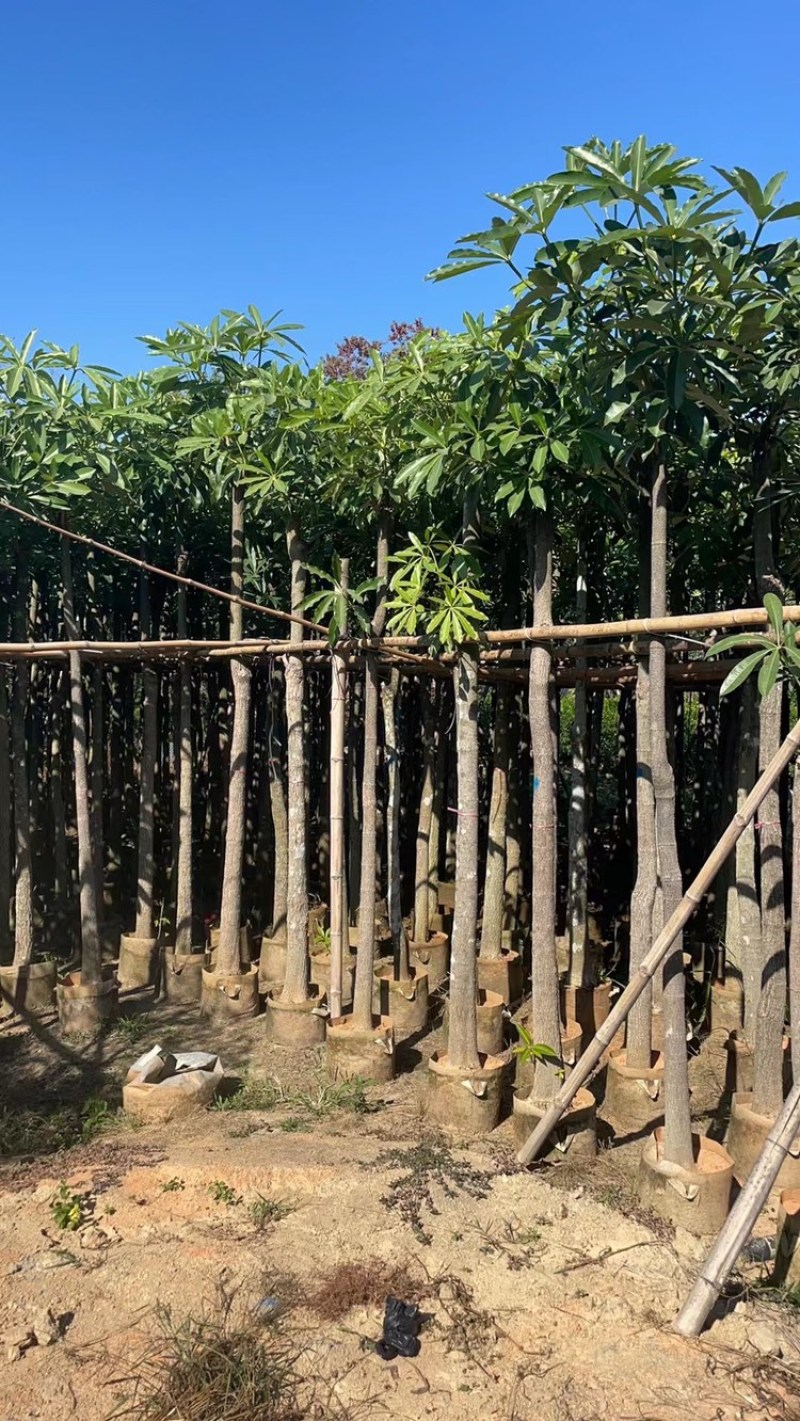 盆架子灯台树5-40分行道树风景树