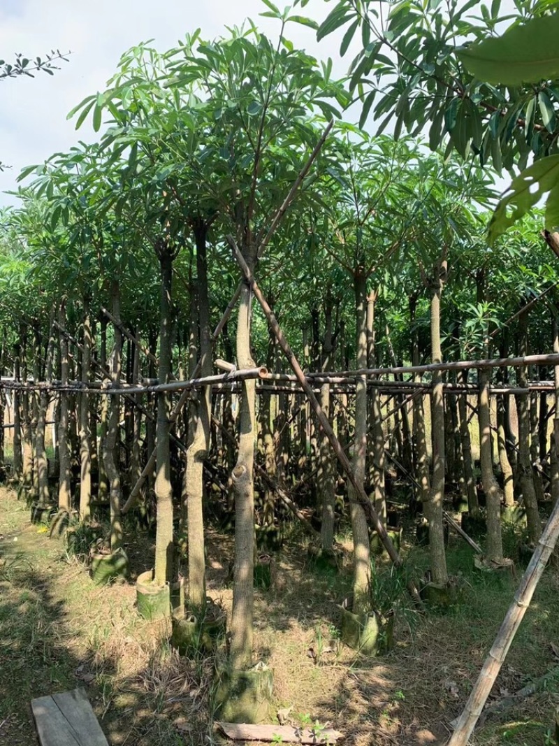 盆架子灯台树5-40分行道树风景树