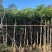 盆架子灯台树5-40分行道树风景树
