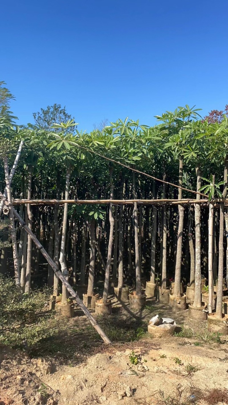 盆架子灯台树5-40分行道树风景树