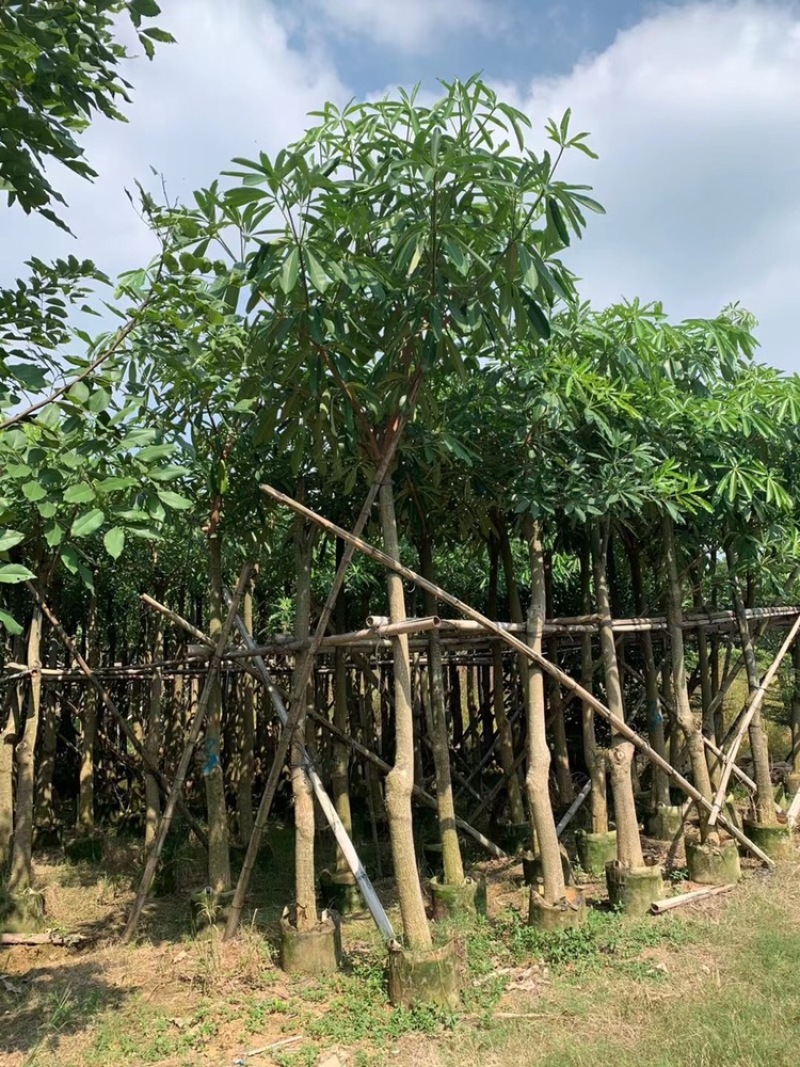 盆架子灯台树5-40分行道树风景树
