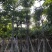 盆架子灯台树5-40分行道树风景树