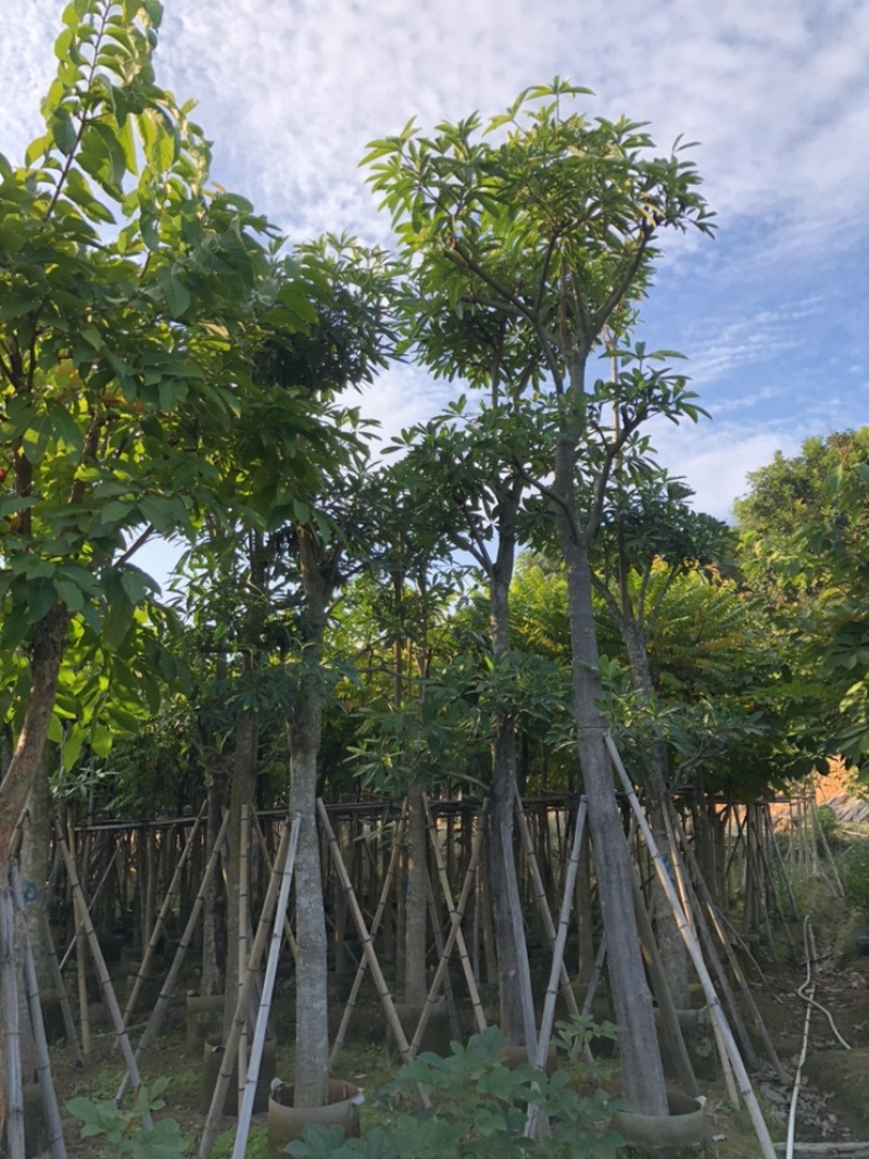 盆架子灯台树5-40分行道树风景树