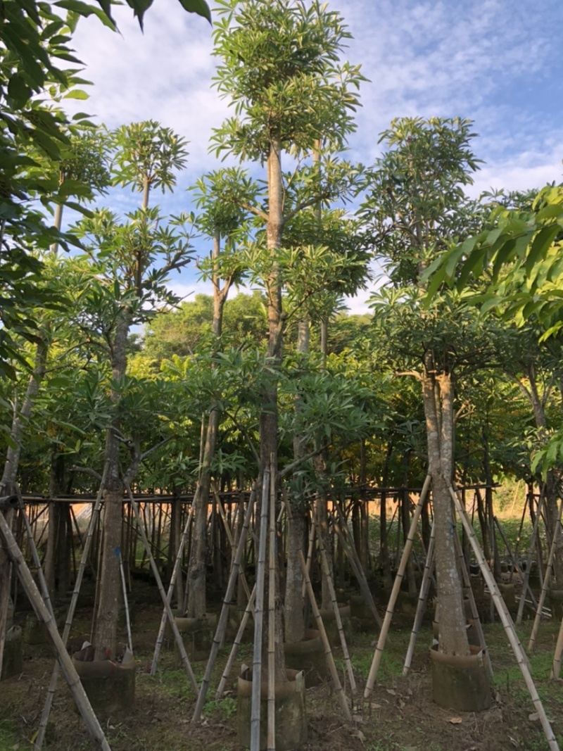 盆架子灯台树5-40分行道树风景树