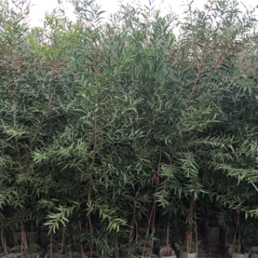 相思树苗台湾相思马占相思大叶相思布袋苗杯苗