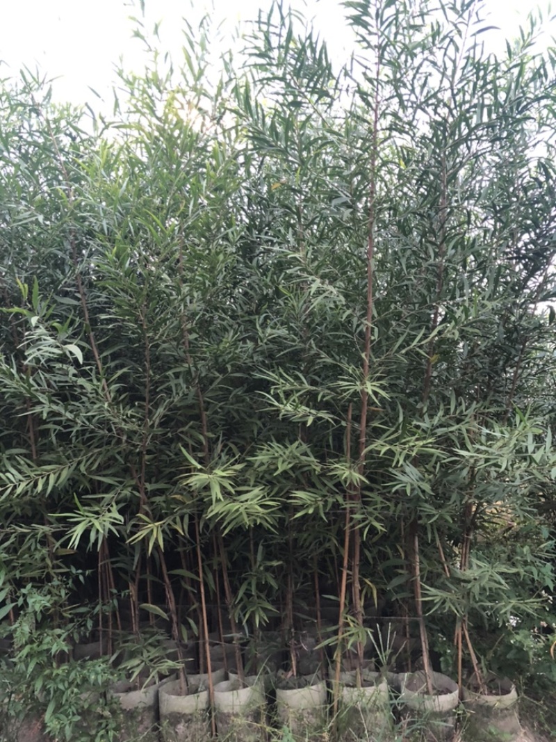 相思树苗台湾相思马占相思大叶相思布袋苗杯苗