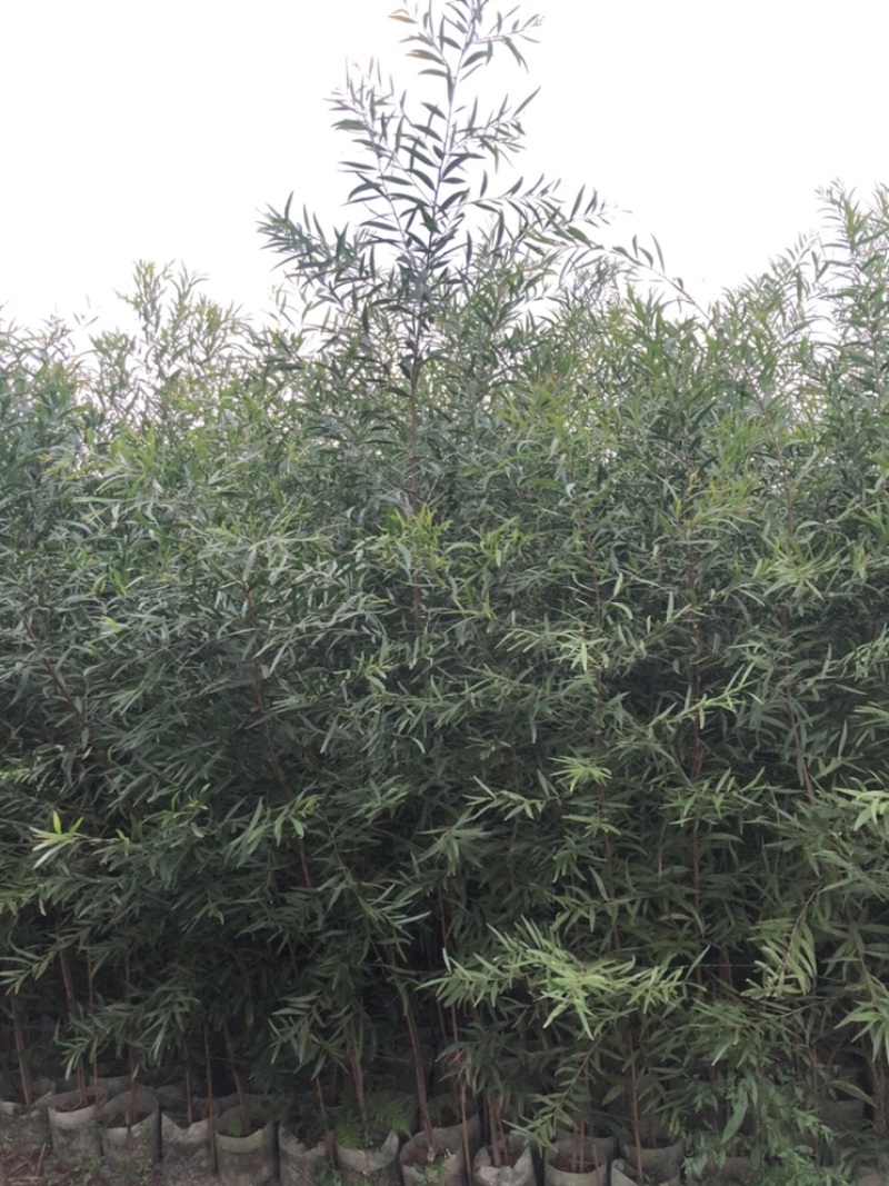 相思树苗台湾相思马占相思大叶相思布袋苗杯苗