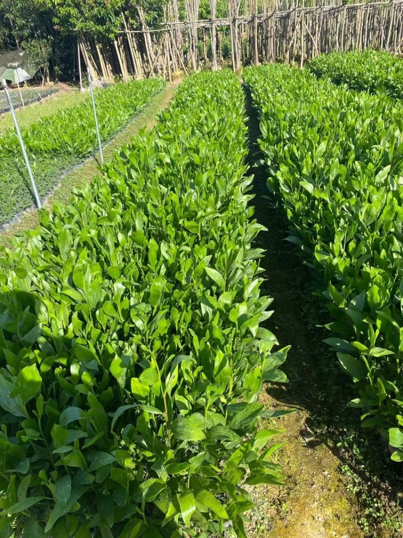 相思树苗杯苗布袋苗矿山复绿造林苗规格齐全