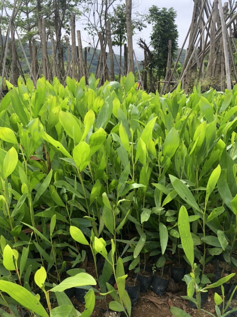 相思树苗杯苗布袋苗矿山复绿造林苗规格齐全