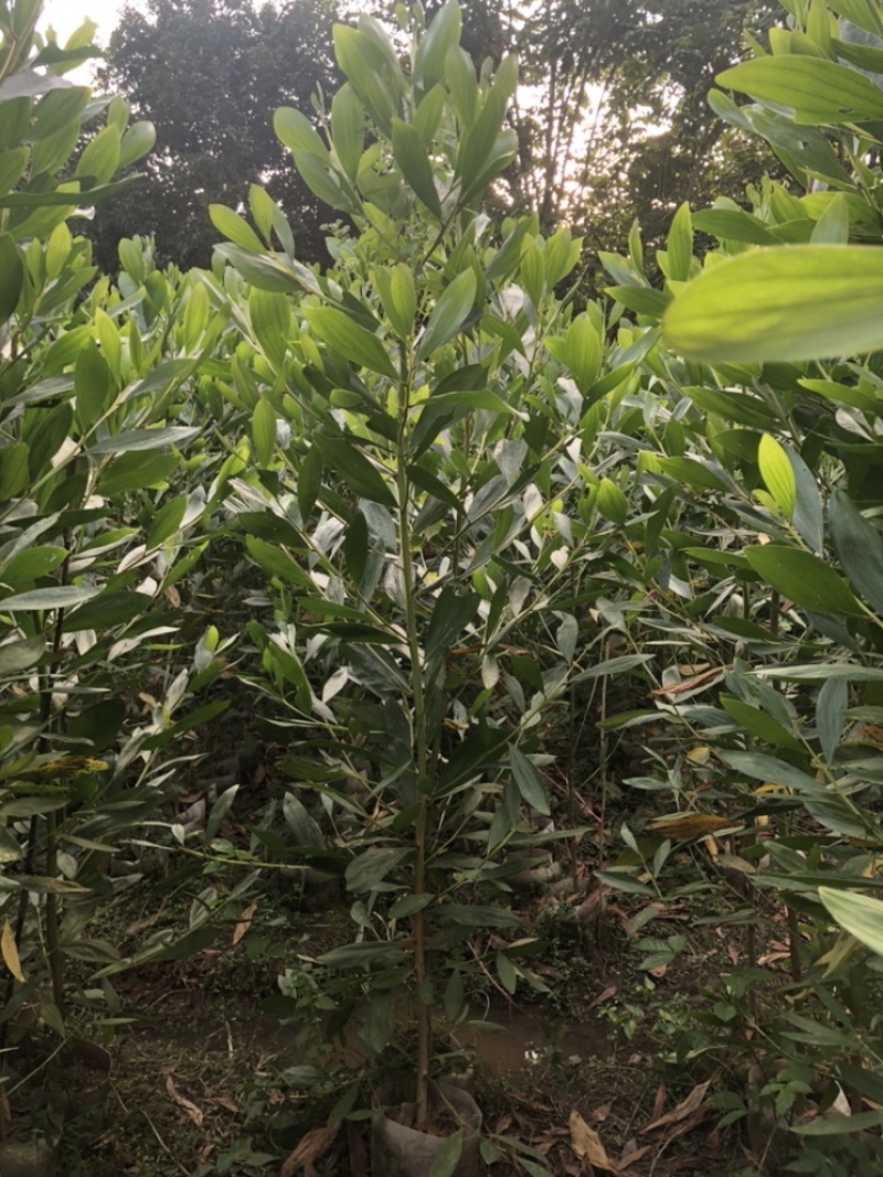 相思树苗杯苗布袋苗矿山复绿造林苗规格齐全