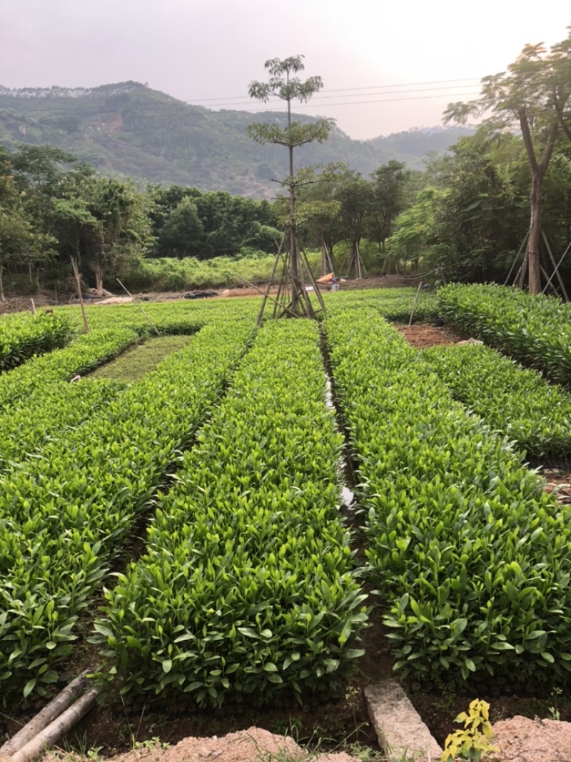 相思树苗杯苗布袋苗矿山复绿造林苗规格齐全