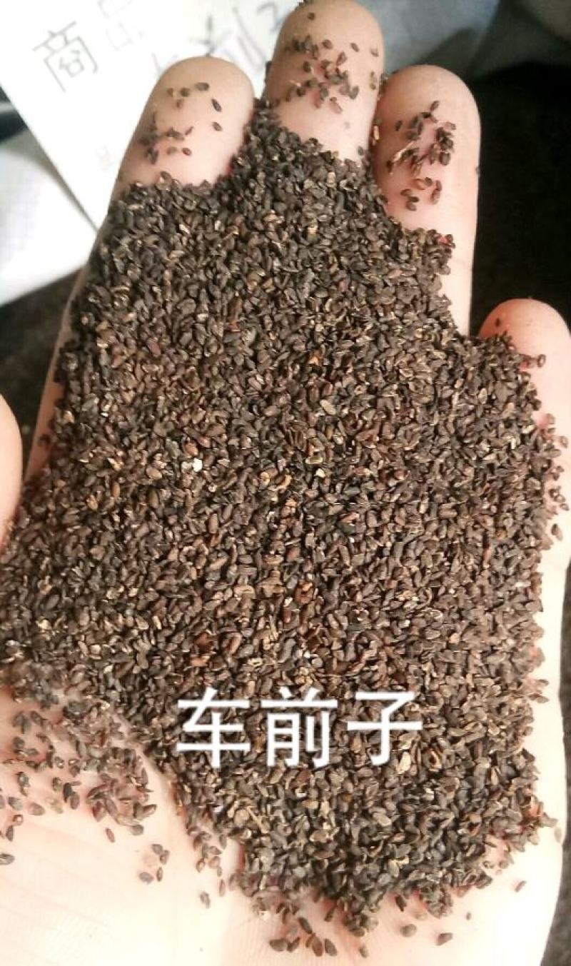 车前子车前籽选货干净无硫药用各种籽类药材