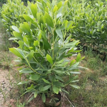 相思树苗大量现货供应杯苗布袋苗米径1-8分