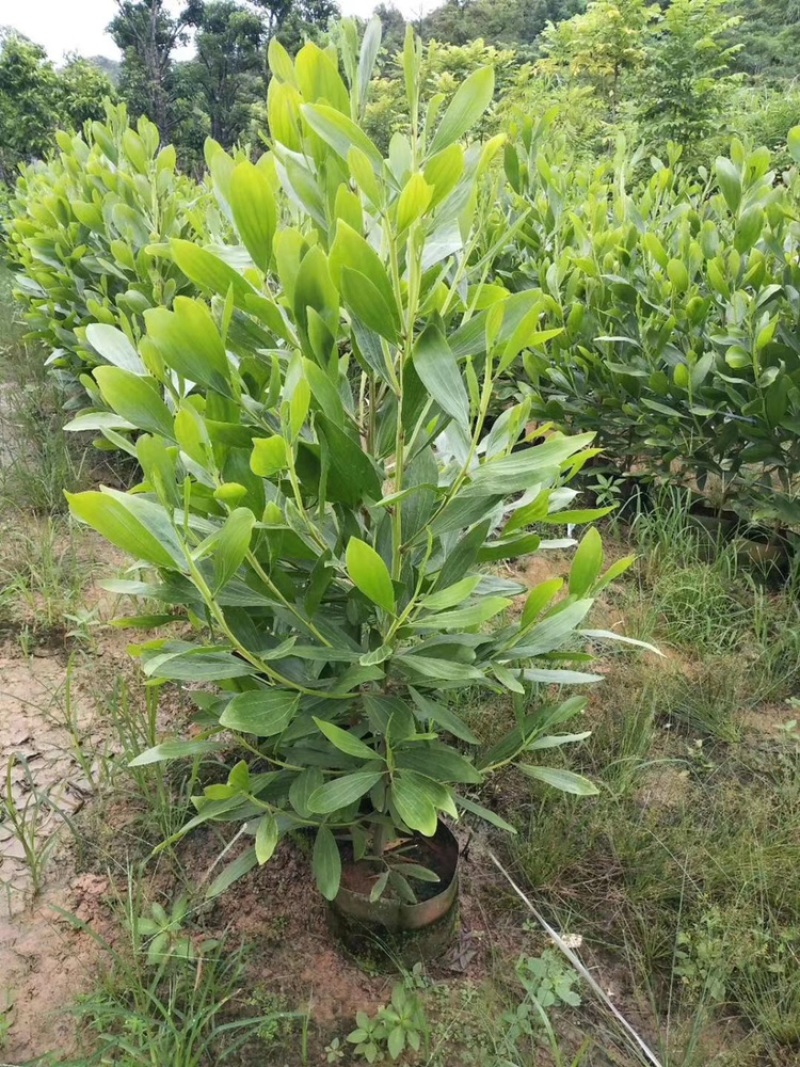 相思树苗大量现货供应杯苗布袋苗米径1-8分