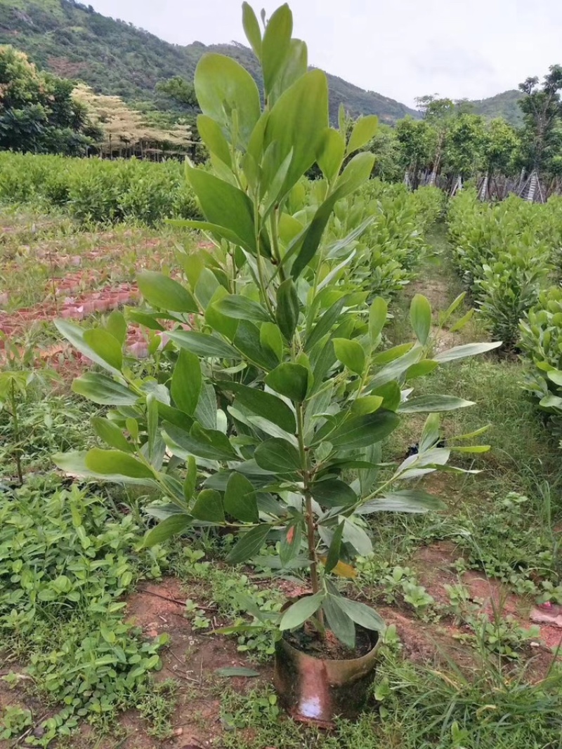 相思树苗大量现货供应杯苗布袋苗米径1-8分
