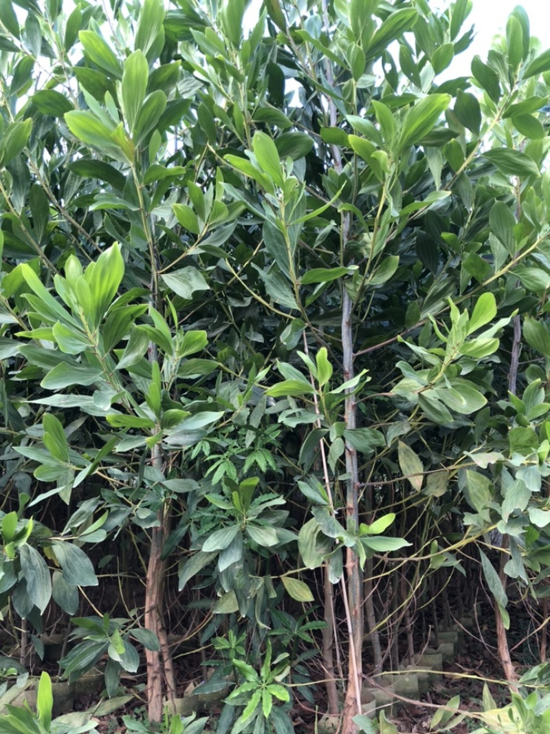 相思树苗大量现货供应杯苗布袋苗米径1-8分