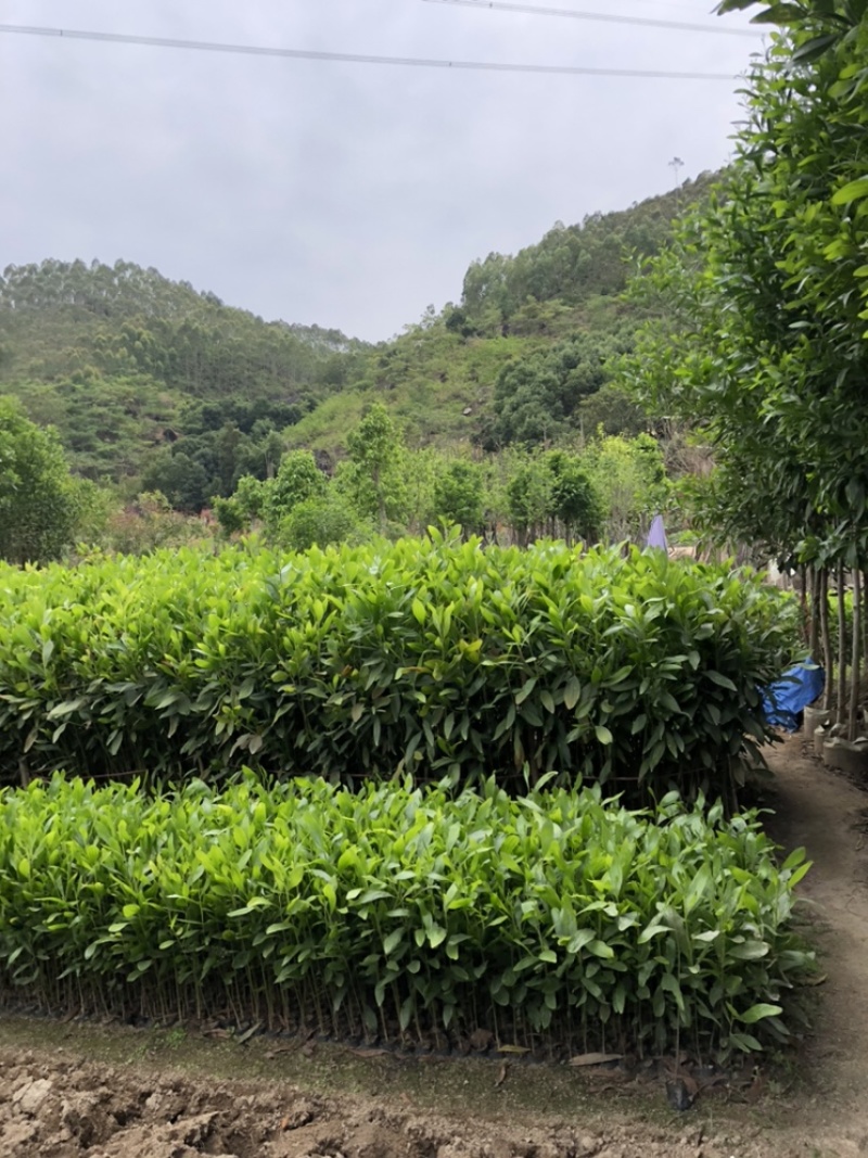 相思树苗大量现货供应杯苗布袋苗米径1-8分