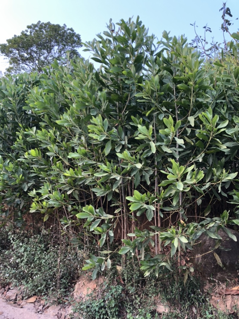 相思树苗大量现货供应杯苗布袋苗米径1-8分