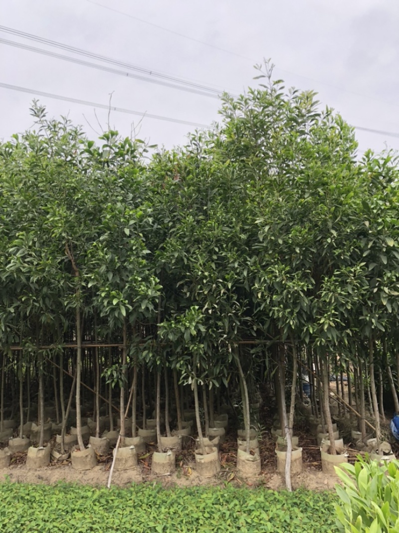 相思树苗大量现货供应杯苗布袋苗米径1-8分