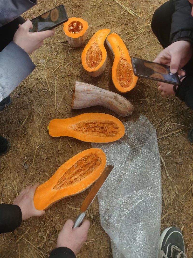 金韩蜜本老南瓜，产地货源，供应加工厂，市场！10吨起售，