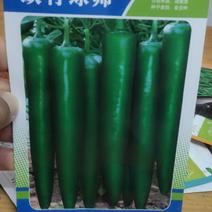 辣椒椒种子欧玉绿帅杂交种早熟果实粗长，青果深绿色