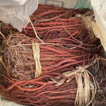 丹参苗子鲁丹2号新品种产量高，颜色好