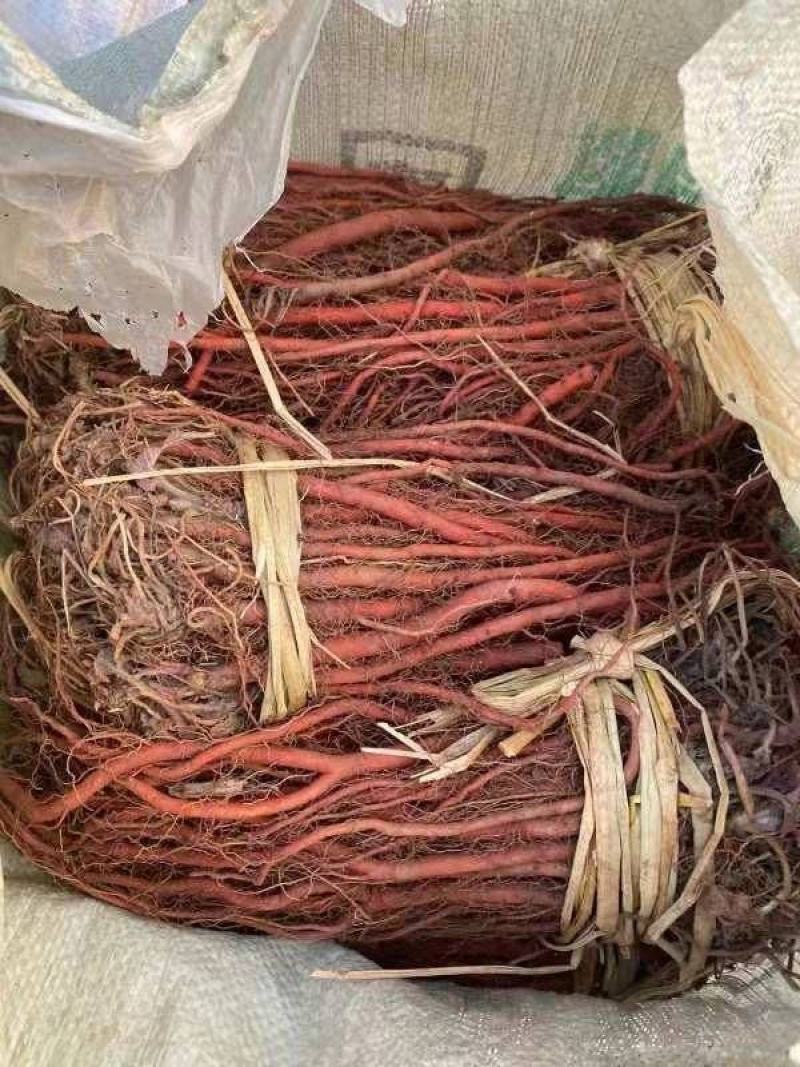 丹参苗子鲁丹2号新品种产量高，颜色好