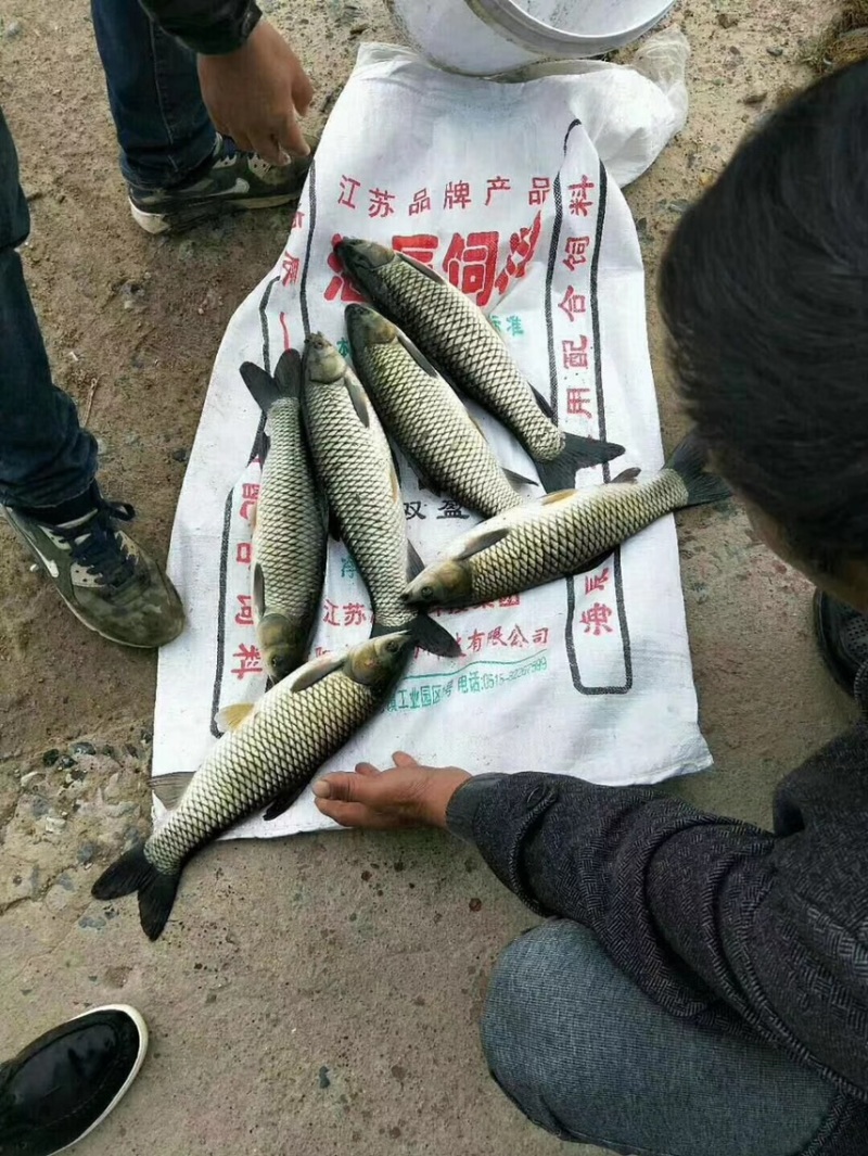 草鱼苗规格一斤10条左右的的草鱼，数量8万斤，